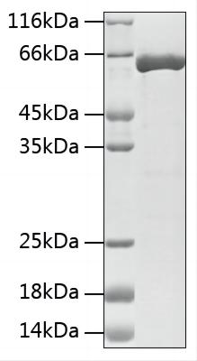Recombinant Mouse Tyrosine 3-monooxygenase/TH Protein