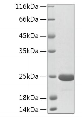 Recombinant Mouse FGF-7/HBGF-7/KGF Protein