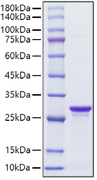 Recombinant Streptococcus SPG/IgG-binding protein G Protein