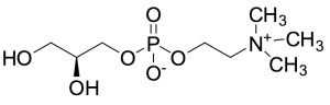 GPC- glycerophosphorylcholine