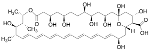 Amphoteronolide B (>80%)