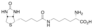 Biocytin