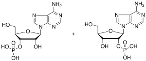 Adenosine Monophosphate (mixture of 2’(3’)-phosphate isomers)