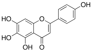 Scutellarein