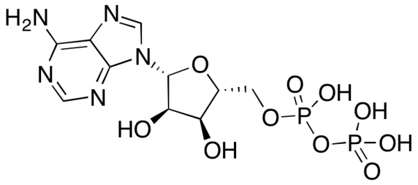 Adenosine 5'-Diphosphate