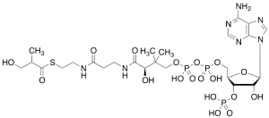 3-Hydroxyisobutyryl CoA
