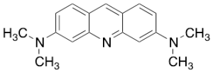 Acridine Orange Stain