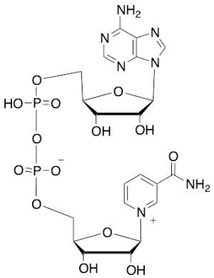 beta-Nicotinamide Adenine Dinucleotide