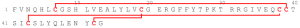 Insulin Glargine (>90%)