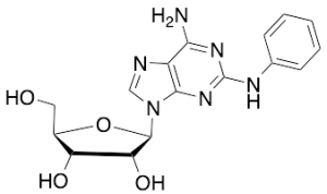 2-Phenylamino Adenosine
