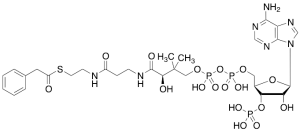 Phenylacetyl CoA