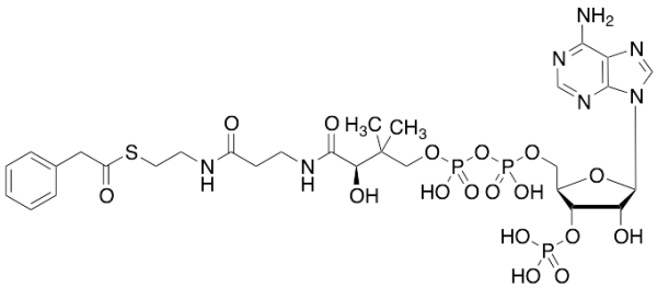 Phenylacetyl CoA