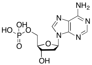 2’-Deoxyadenosine 5’Monophosphate