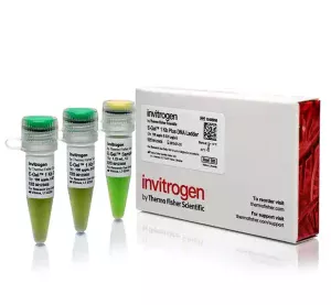 E-Gel™ 1 Kb Plus DNA Ladder X