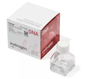 Lipofectamine™ 2000 Transfection Reagent