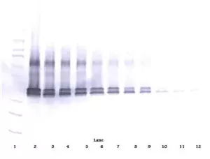 InvitrogenVEGF-165 Polyclonal Antibody, Biotin, PeproTech®