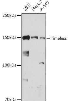 Timeless Rabbit mAb