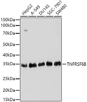TNFRSF6B Rabbit pAb