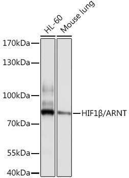 HIF1β/ARNT Rabbit pAb
