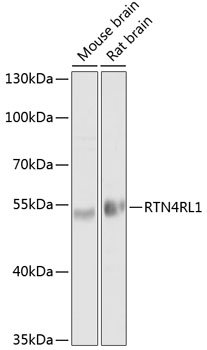 RTN4RL1 Rabbit pAb