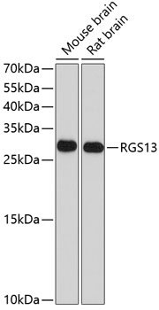 RGS13 Rabbit pAb