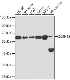 ZC3H15 Rabbit pAb
