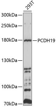 PCDH19 Rabbit pAb