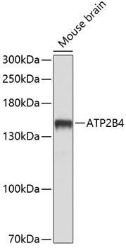 ATP2B4 Rabbit pAb