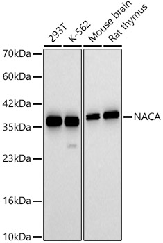 NACA Rabbit pAb