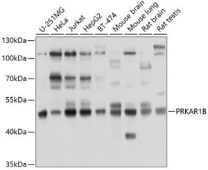 PRKAR1B Rabbit pAb