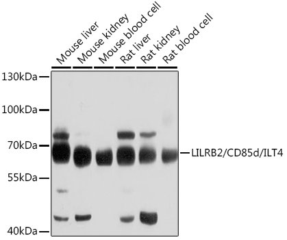LILRB2/CD85d/ILT4 Rabbit pAb
