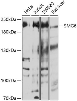 SMG6 Rabbit pAb