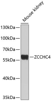 ZCCHC4 Rabbit pAb