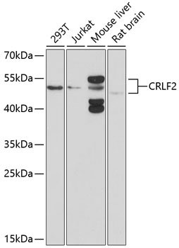 CRLF2 Rabbit pAb