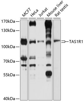 TAS1R1 Rabbit pAb