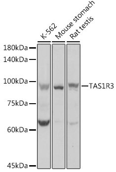 TAS1R3 Rabbit pAb