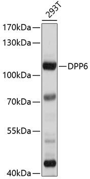 DPP6 Rabbit pAb