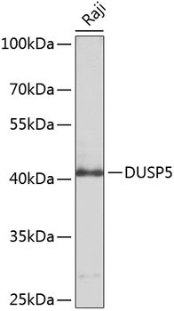 DUSP5 Rabbit pAb