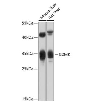 GZMK Rabbit pAb