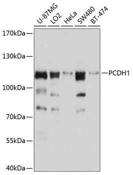 PCDH1 Rabbit pAb