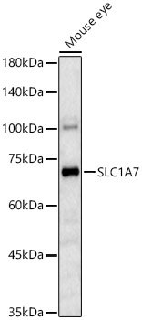 SLC1A7 Rabbit pAb