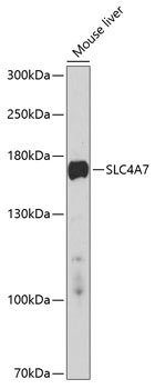 SLC4A7 Rabbit pAb