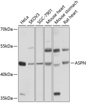 ASPN Rabbit pAb