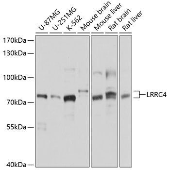 LRRC4 Rabbit pAb