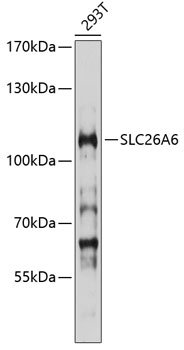 SLC26A6 Rabbit pAb