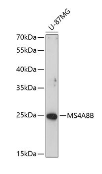 MS4A8B Rabbit pAb