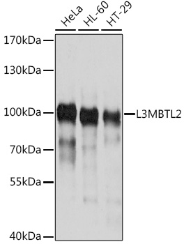 L3MBTL2 Rabbit pAb