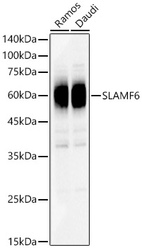 SLAMF6 Rabbit pAb