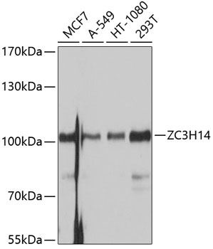 ZC3H14 Rabbit pAb