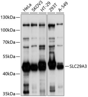 SLC29A3 Rabbit pAb